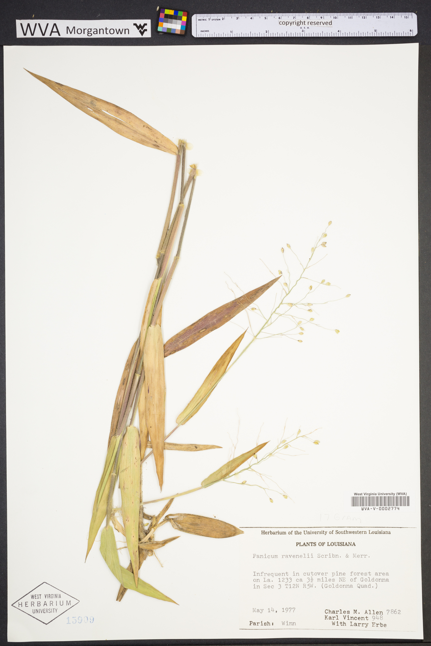 Dichanthelium ravenelii image